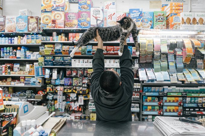 Real bodega cat from NYC